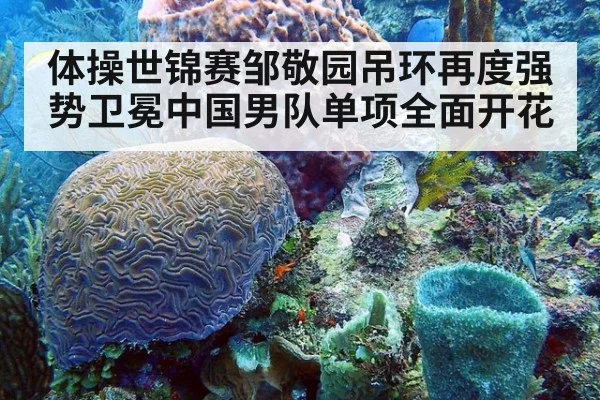 体操世锦赛邹敬园吊环再度强势卫冕中国男队单项全面开花